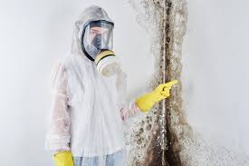 Professional Mold Inspection in Palmview South, TX